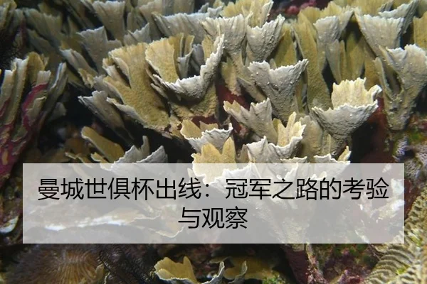 曼城世俱杯出线：冠军之路的考验与观察